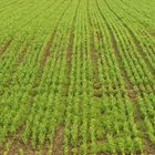 How to Calculate Crop Growth